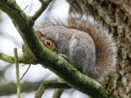 squirrel